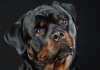 Rottweiler Dog Breed Information