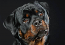 Rottweiler Dog Breed Information