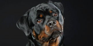 Rottweiler Dog Breed Information