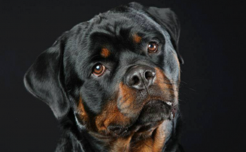 Rottweiler Dog Breed Information