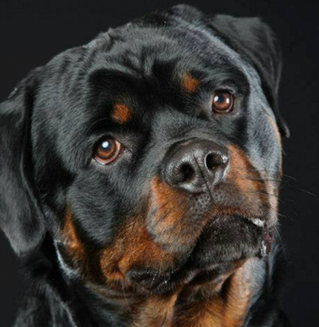 Rottweiler Dog Breed Information