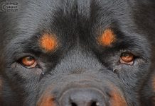 Disobedience Problems Rottweiler Training Mistakes