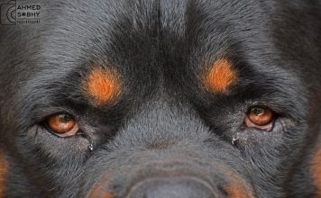 Disobedience Problems Rottweiler Training Mistakes
