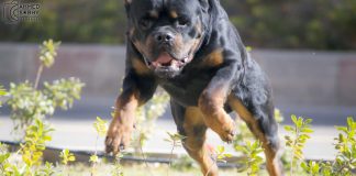 Rottweiler Aggression