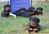 Rottweiler Puppy Training