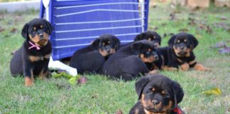 Rottweiler Puppy Training