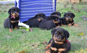 Rottweiler Puppy Training