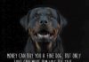 Rottweiler Dog Breed Information