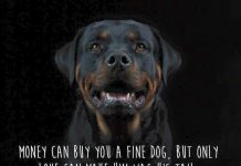 Rottweiler Dog Breed Information