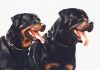German Rottweiler and American Rottweiler