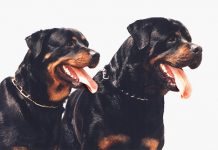 German Rottweiler and American Rottweiler