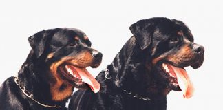 German Rottweiler and American Rottweiler