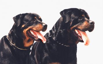 German Rottweiler and American Rottweiler
