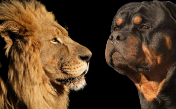 Rottweiler Temperament