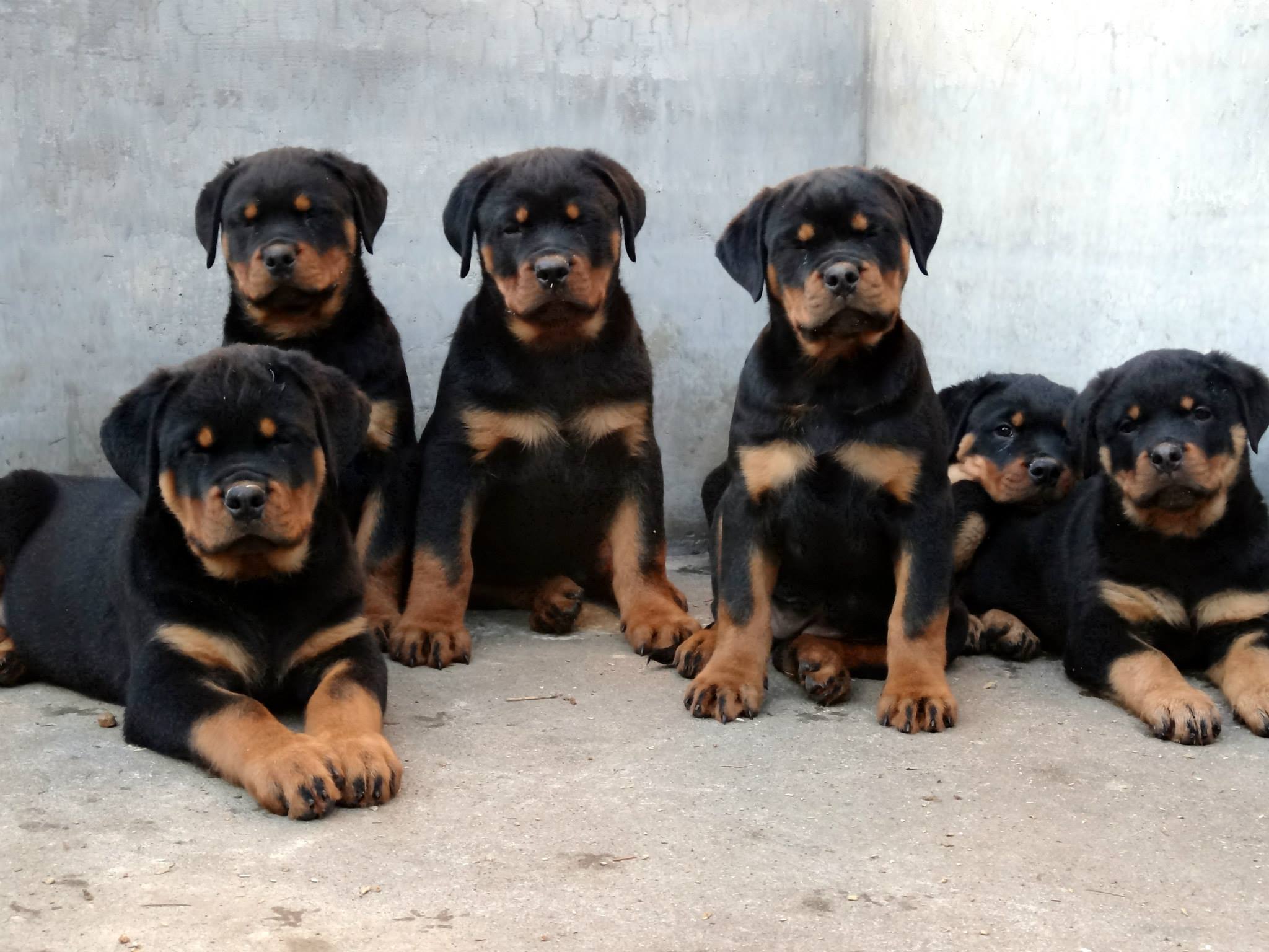 Rottweiler Training 