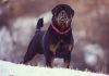 Rottweiler Training