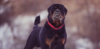 Rottweiler Training