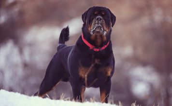 Rottweiler Training