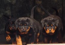 Rottweiler Temperament