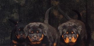 Rottweiler Temperament