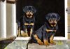 rottweiler lifespan