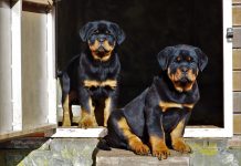 rottweiler lifespan