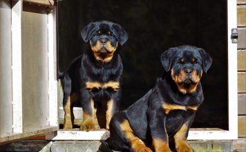 rottweiler lifespan