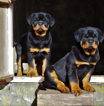 rottweiler lifespan