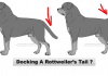 Rottweiler tails