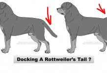 Rottweiler tails