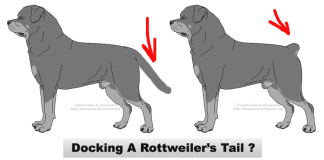 Rottweiler tails