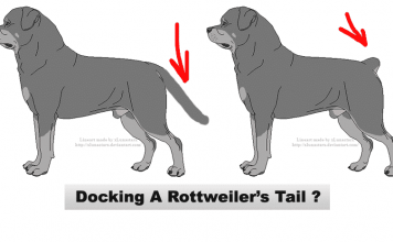 Rottweiler tails