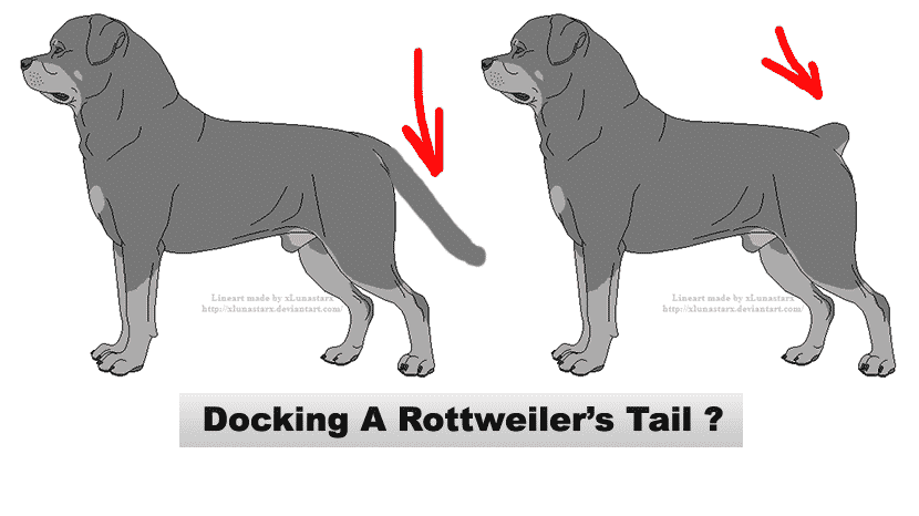 Rottweiler Tail Docking Length Chart About Dock Photos